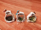 Ceramic Air Plant Hanging Vase image 1
